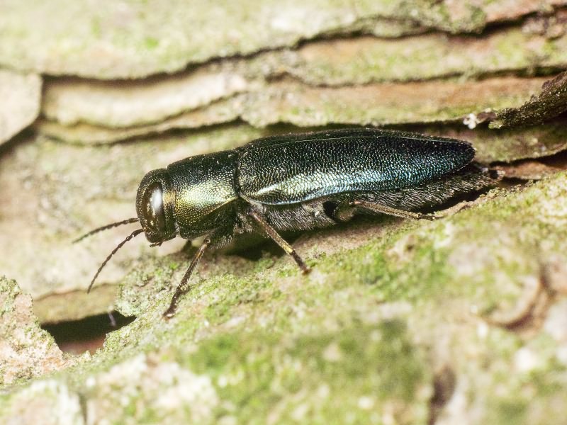 Phaenops cyaneus (Fabricius, 1775)